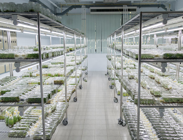 Coconut Growth Room