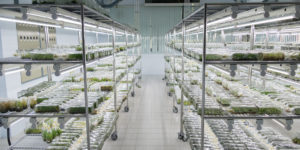 Coconut Seedling Growth Room