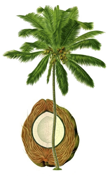 Coconut Tree uses