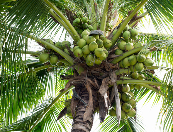 Coconut Tree with ripe fruit nuts