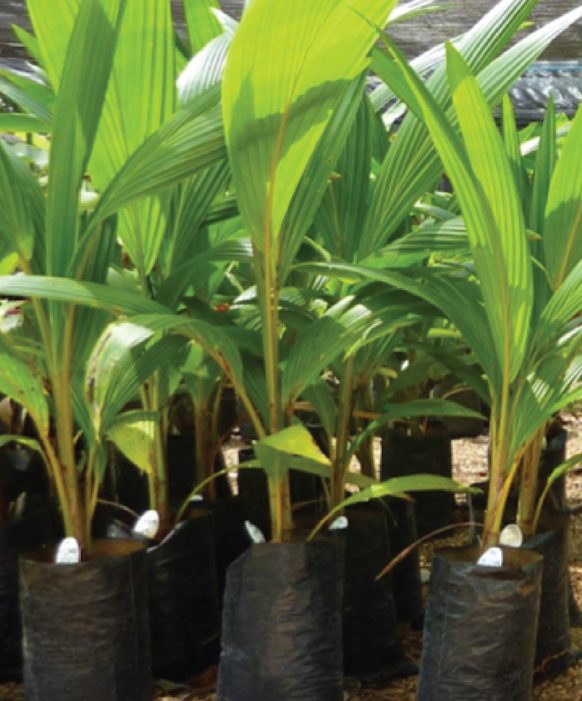 Coconut palms in nursery