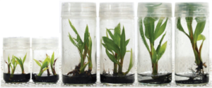 Formation of coconut seedling