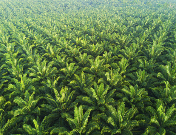 Large Coconut Plantation