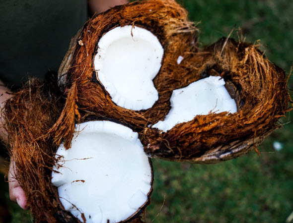 hands from top holding coconuts and husk